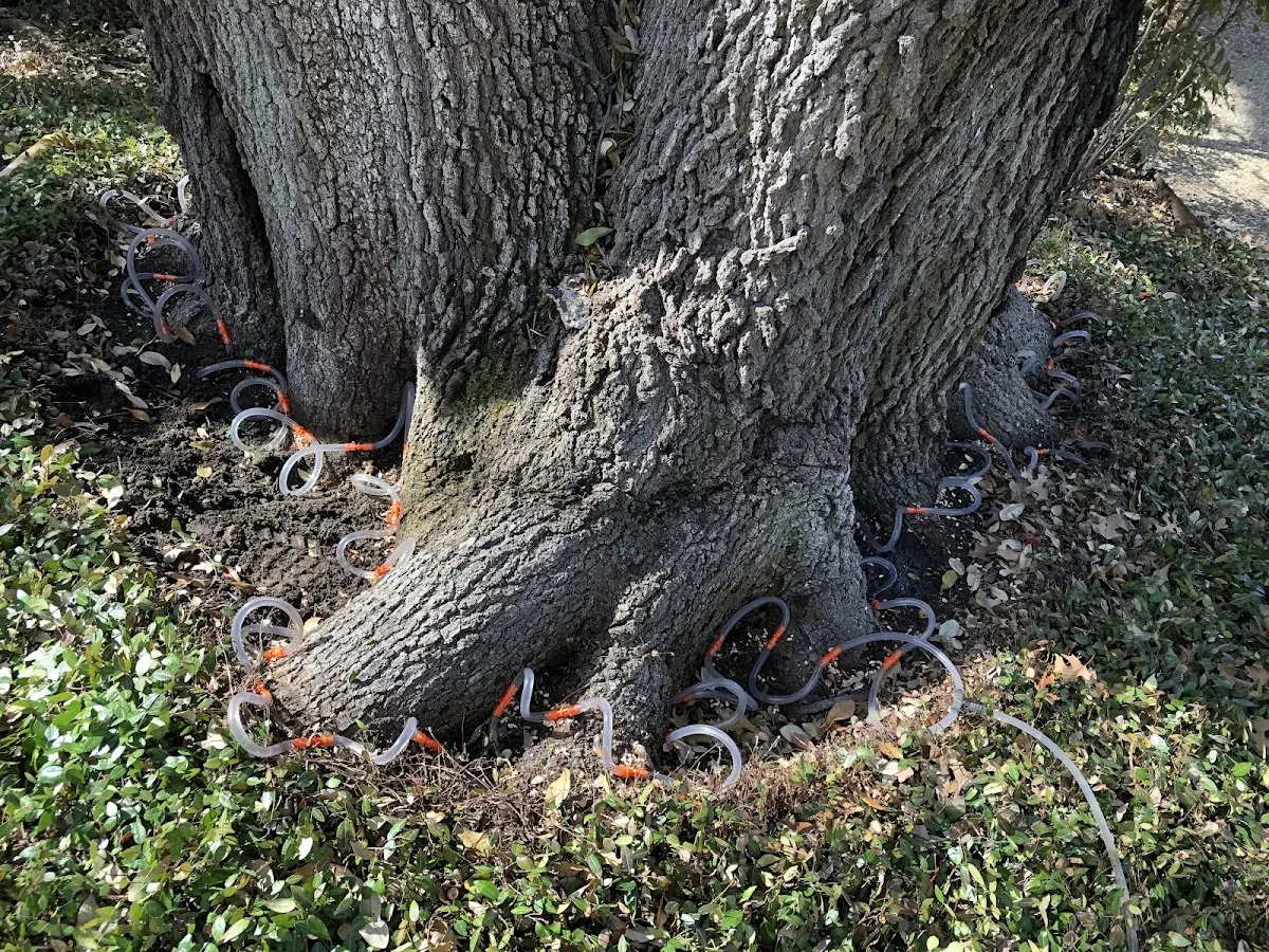 Detailed Tree Cabling and Bracing job site in Gold Canyon