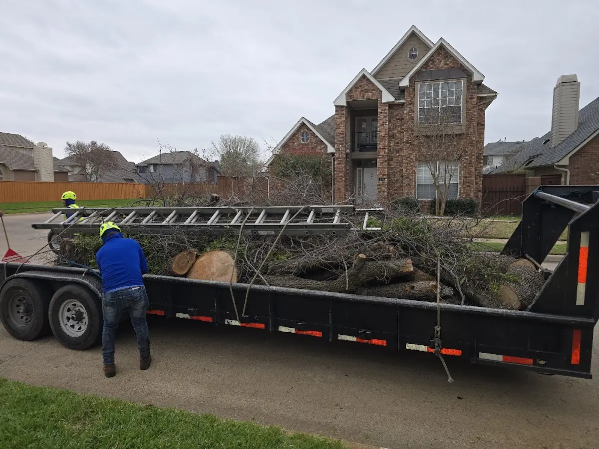 Expert Tree Removal with proper safety equipment in Gold Canyon